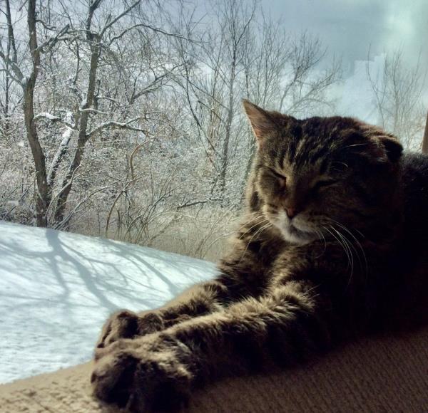 /Images/uploads/Cat Welfare Association/CatWelfare/entries/33901thumb.jpg